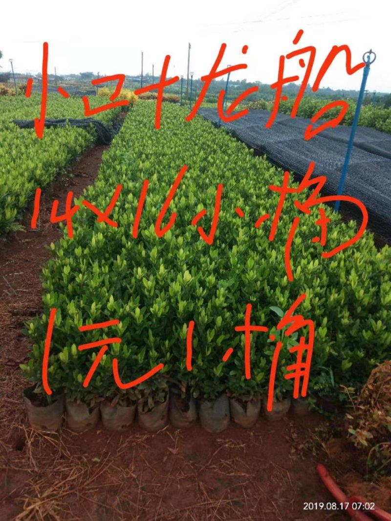 绿化专用树苗