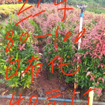 绿化专用树苗
