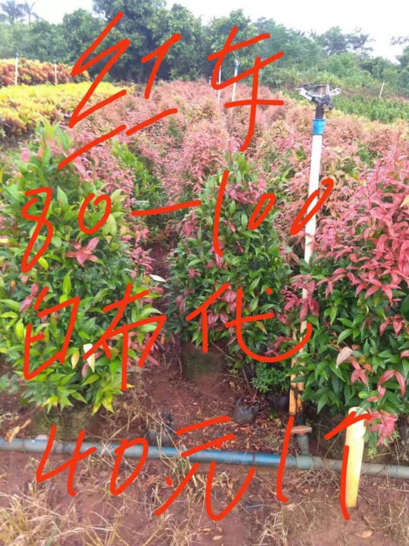 绿化专用树苗