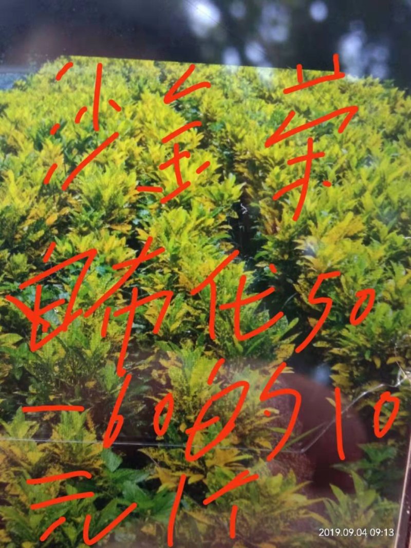 绿化专用树苗