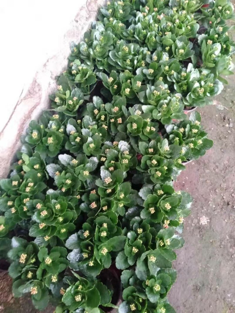 长寿花盆栽130双色盆基地直供免费包装欢迎实看货
