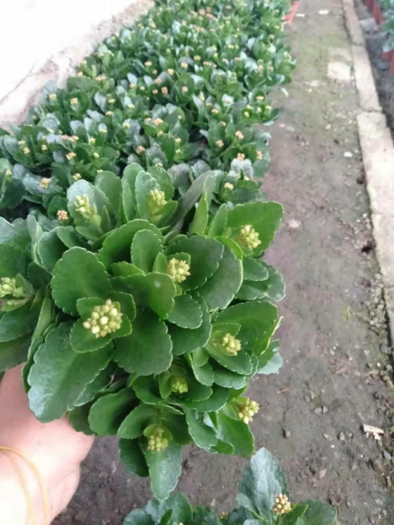 长寿花盆栽130双色盆基地直供免费包装欢迎实看货