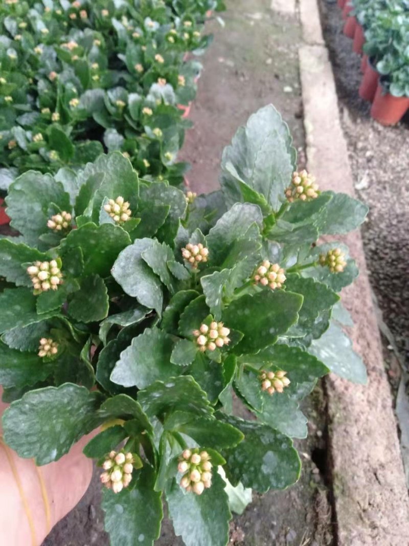 长寿花盆栽130双色盆基地直供免费包装欢迎实看货