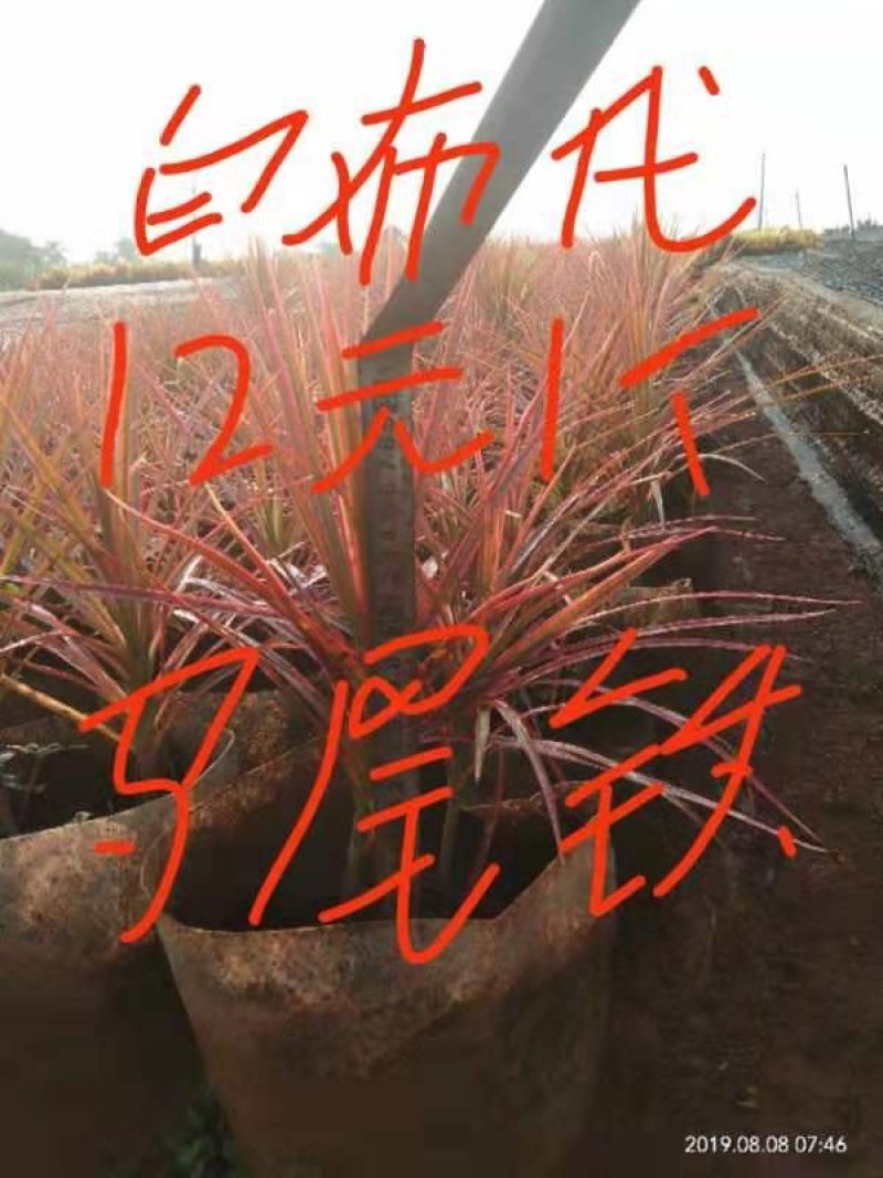 绿化专用树苗