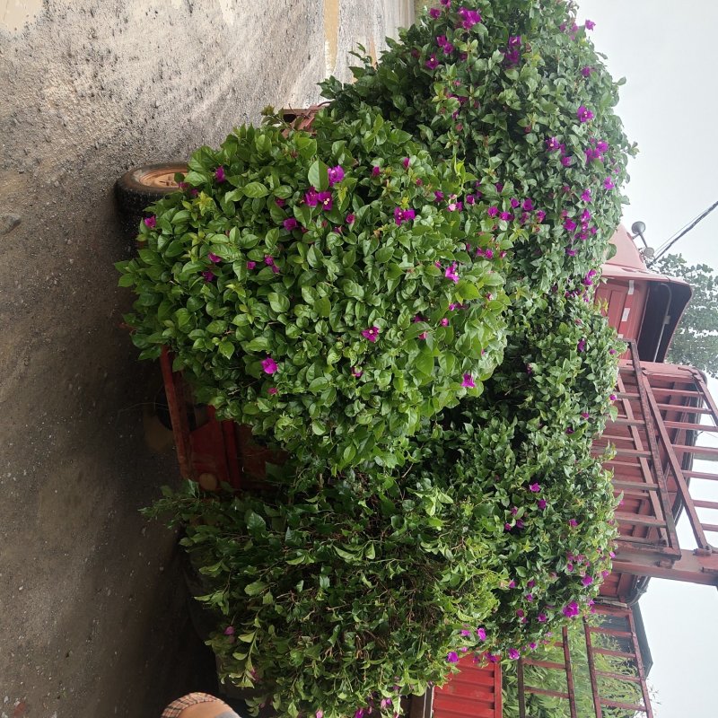 紫花三角梅球，规格多，品种齐全，欢迎订购