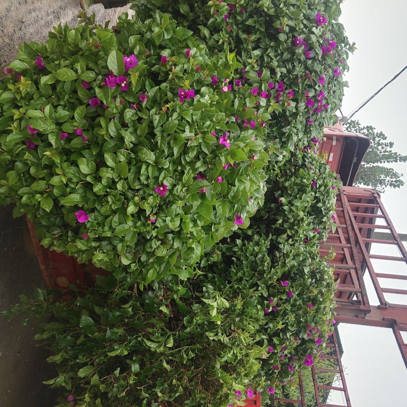 紫花三角梅球，规格多，品种齐全，欢迎订购