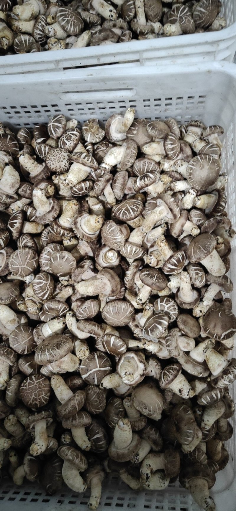 鲜香菇