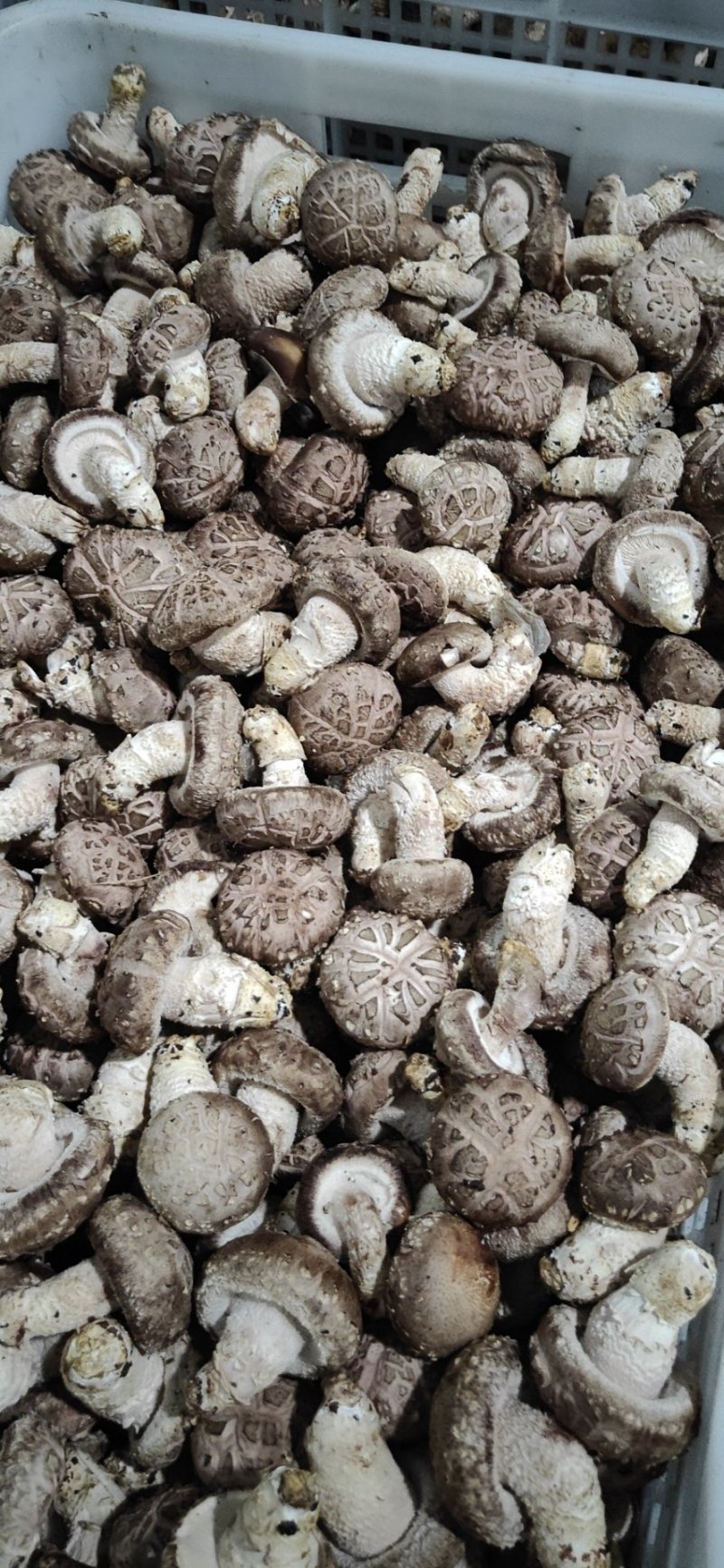 鲜香菇