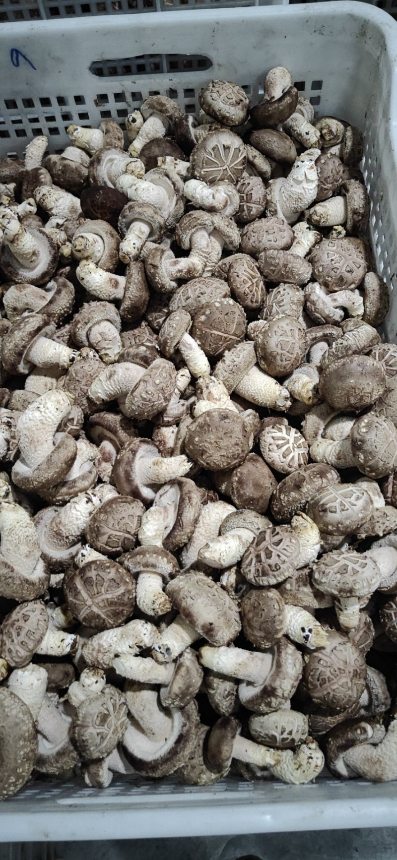 鲜香菇