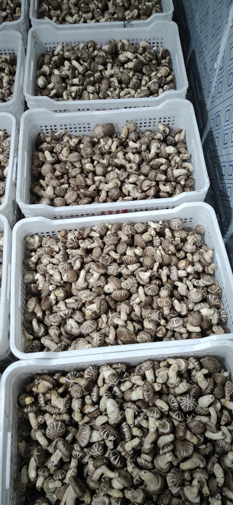 鲜香菇