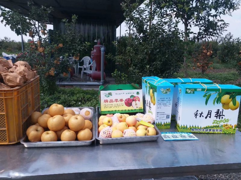 秋月梨