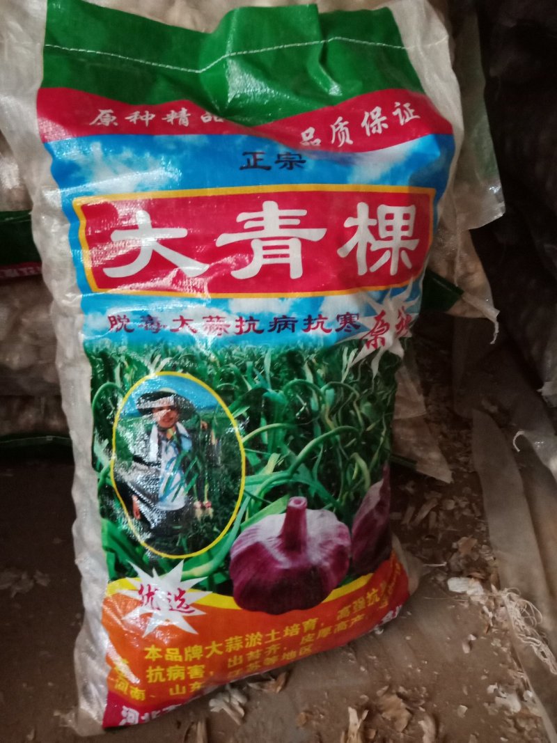 河北大名蒜种