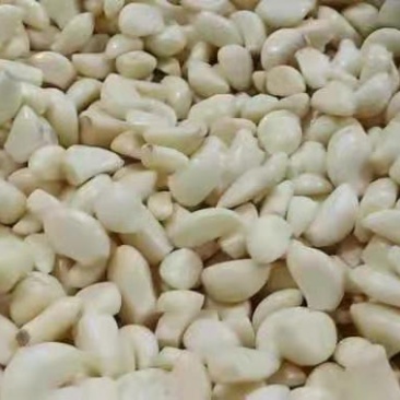 紫皮蒜