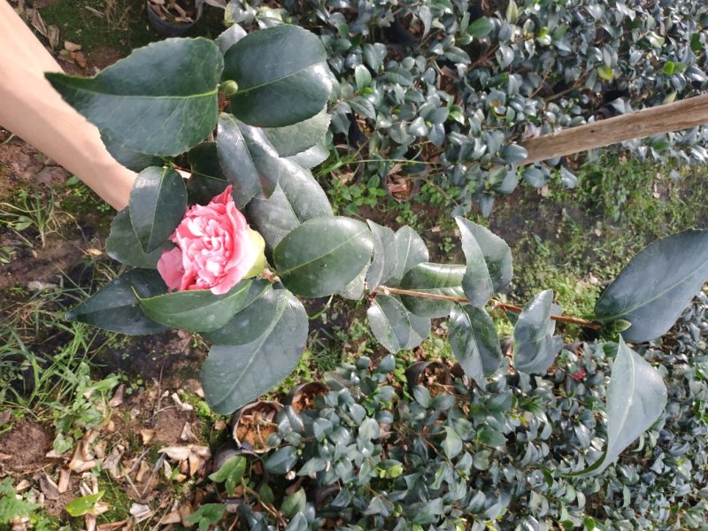永福产地茶花16.18杯工程绿化苗处理价带花苞长期供应