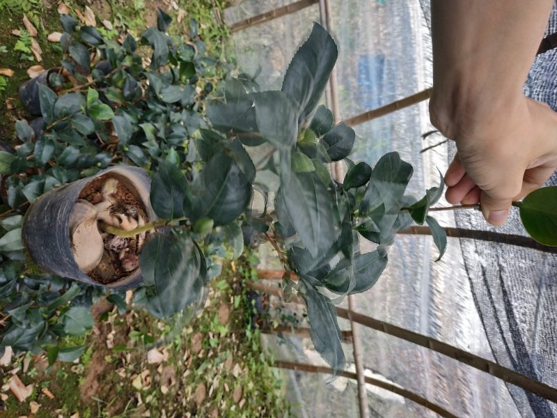 永福产地茶花16.18杯工程绿化苗处理价带花苞长期供应