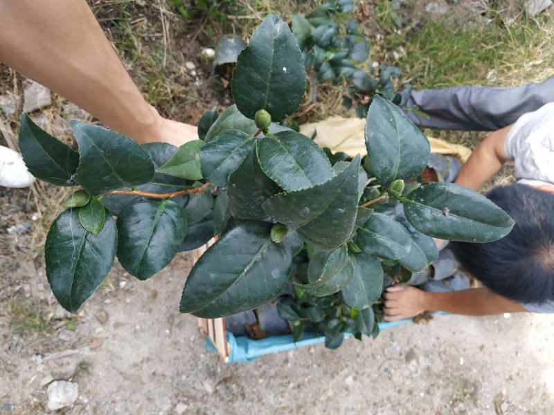 永福产地茶花16.18杯工程绿化苗处理价带花苞长期供应