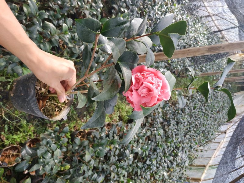 永福产地茶花16.18杯工程绿化苗处理价带花苞长期供应