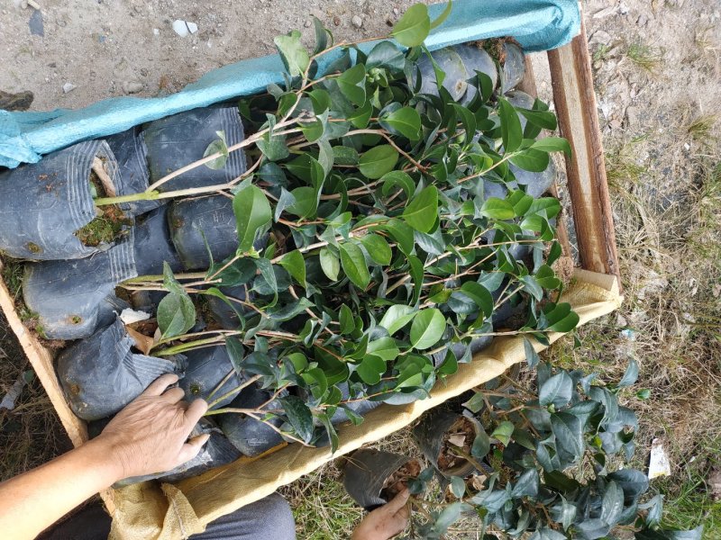 永福产地茶花16.18杯工程绿化苗处理价带花苞长期供应