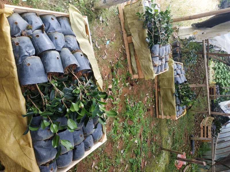 永福产地茶花16.18杯工程绿化苗处理价带花苞长期供应