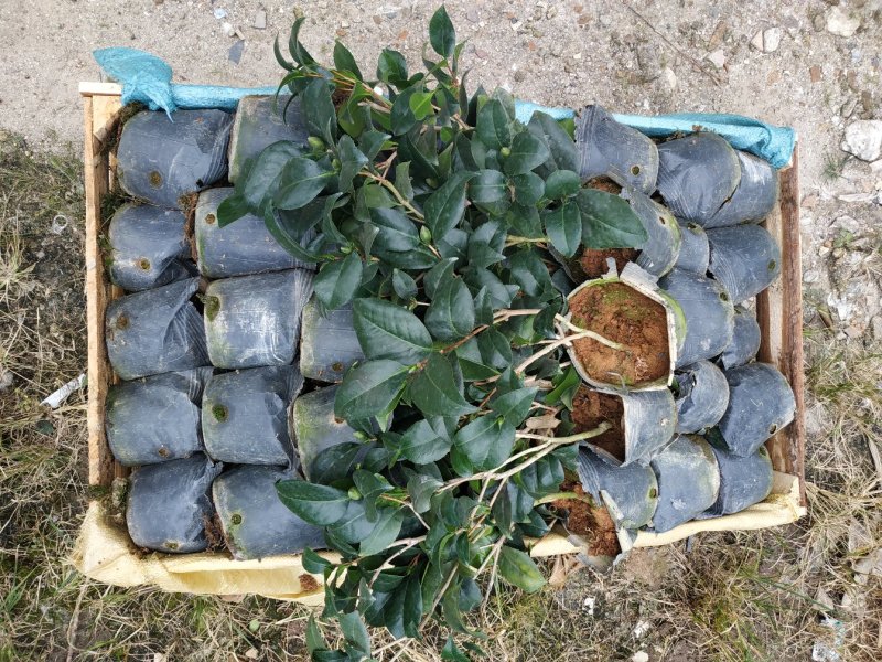 永福产地茶花16.18杯工程绿化苗处理价带花苞长期供应