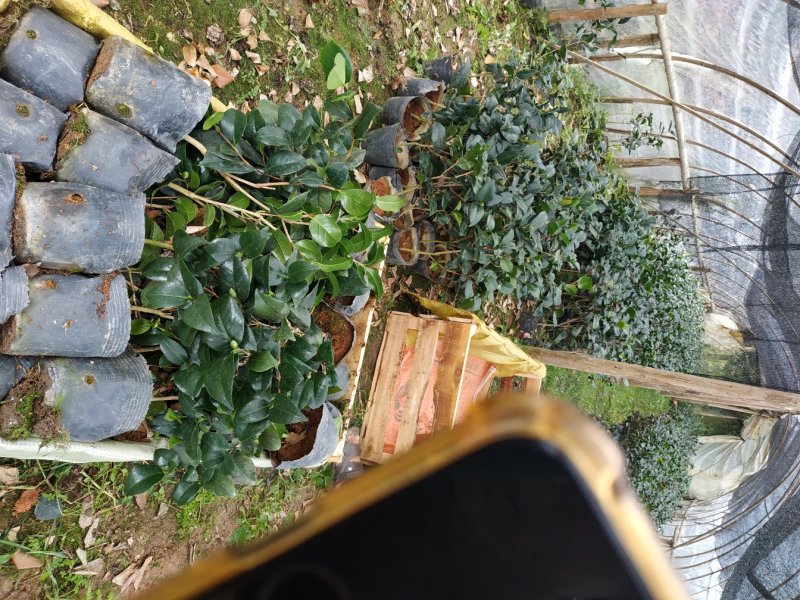 永福产地茶花16.18杯工程绿化苗处理价带花苞长期供应