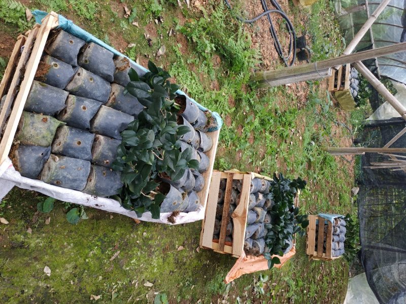 永福产地茶花16.18杯工程绿化苗处理价带花苞长期供应