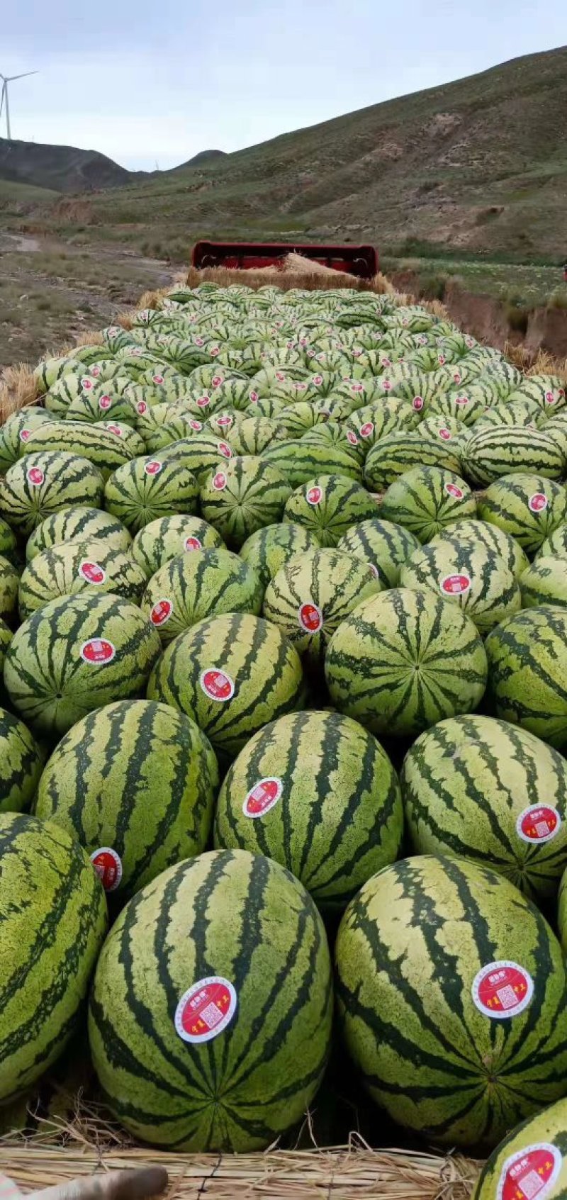 宁夏硒砂瓜