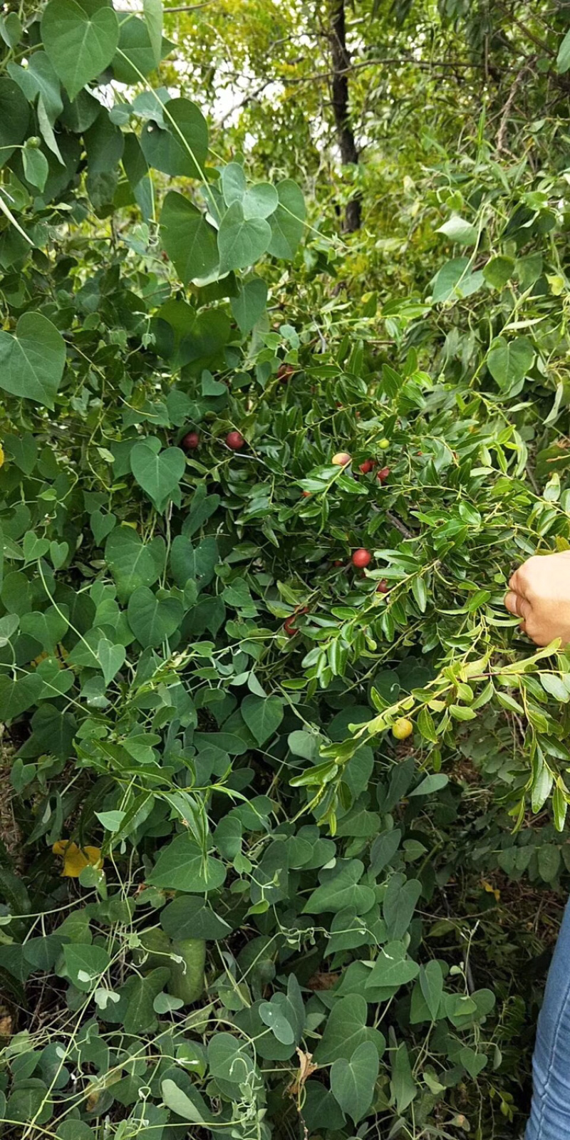野生酸枣