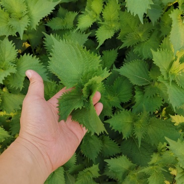 锯齿绿苏种子皱叶绿紫苏种子野菜种子绿苏籽蔬菜种子春秋种植
