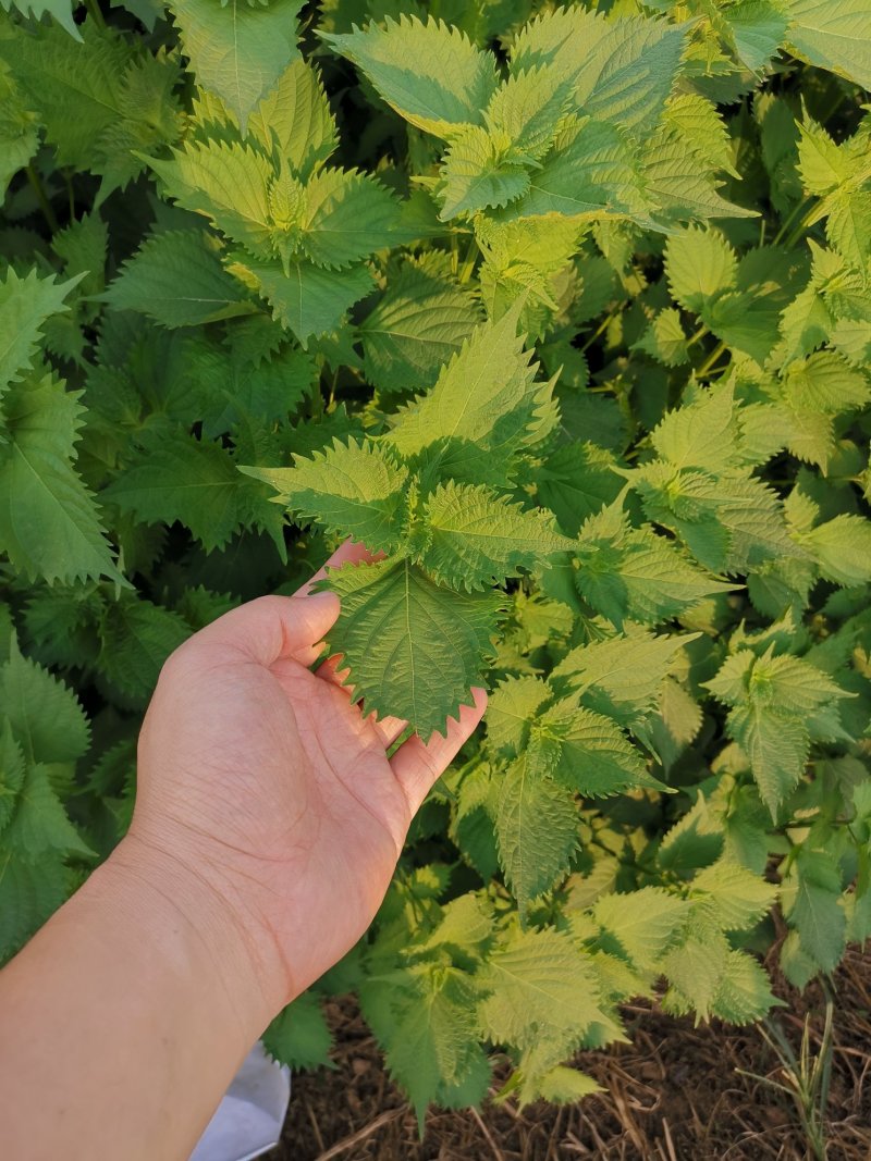 锯齿绿苏种子皱叶绿紫苏种子野菜种子绿苏籽蔬菜种子春秋种植