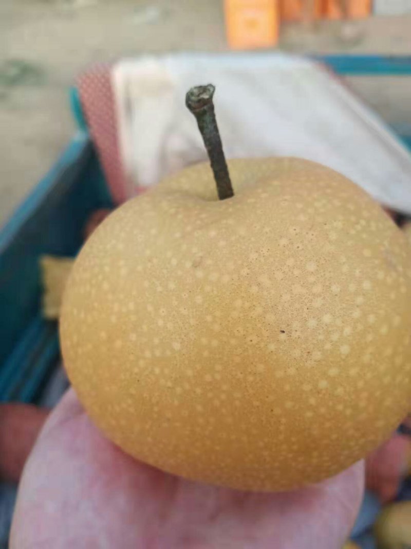 水果秋月梨