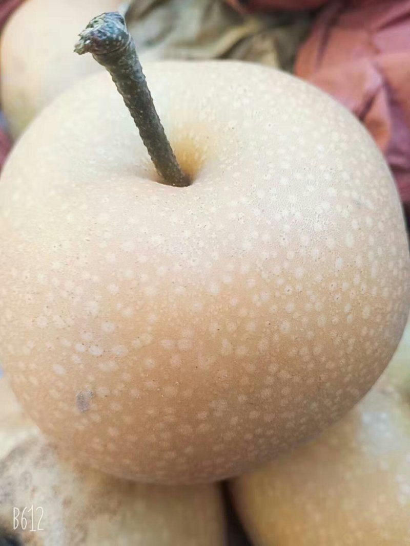 水果秋月梨