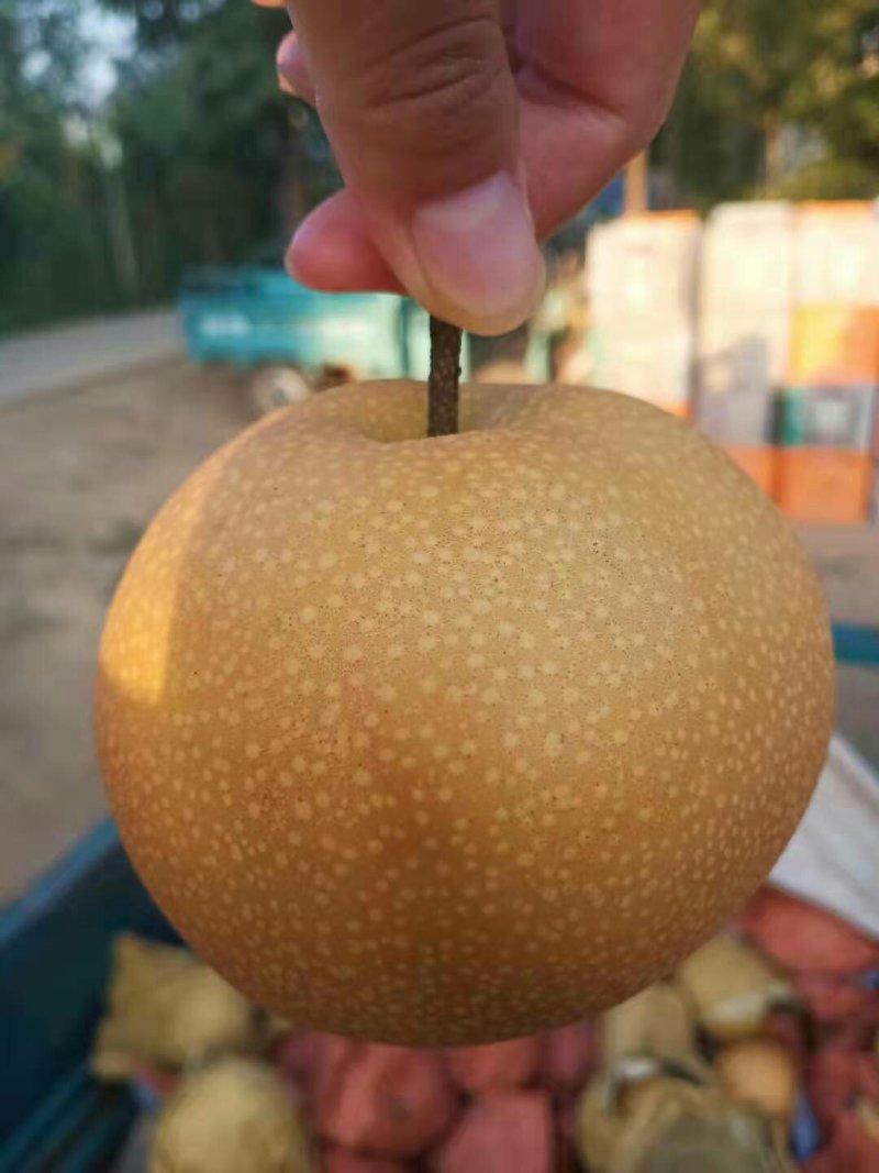 水果秋月梨