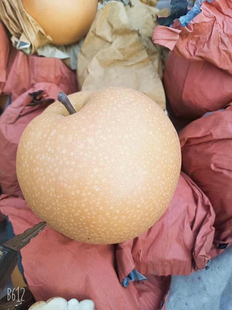 水果秋月梨