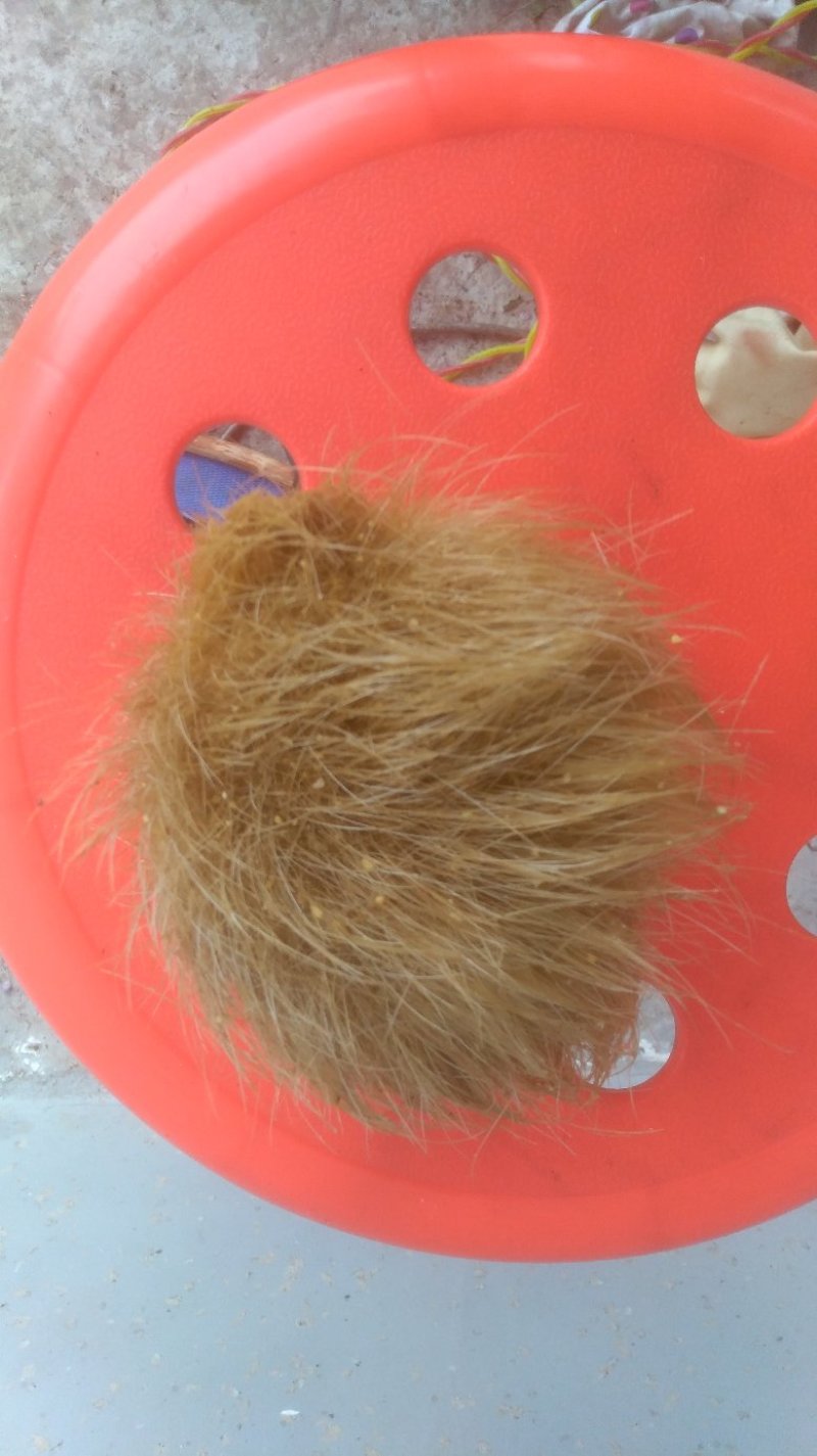四川中药动物类猪宝猪砂看上的老板联系