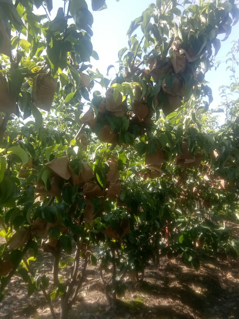 圆黄梨树苗晚秋黄金梨