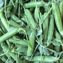 甜脆豌豆