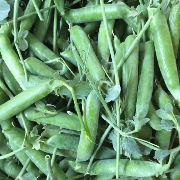 甜脆豌豆