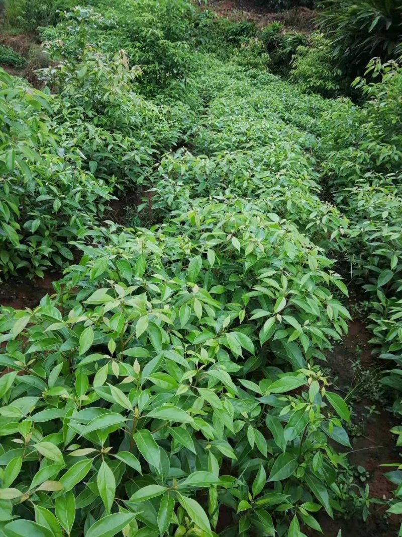 四川宜宾优质经济林木油樟杯苗，地苗排栽苗数量多多