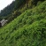 四川宜宾优质经济林木油樟杯苗，地苗排栽苗数量多多