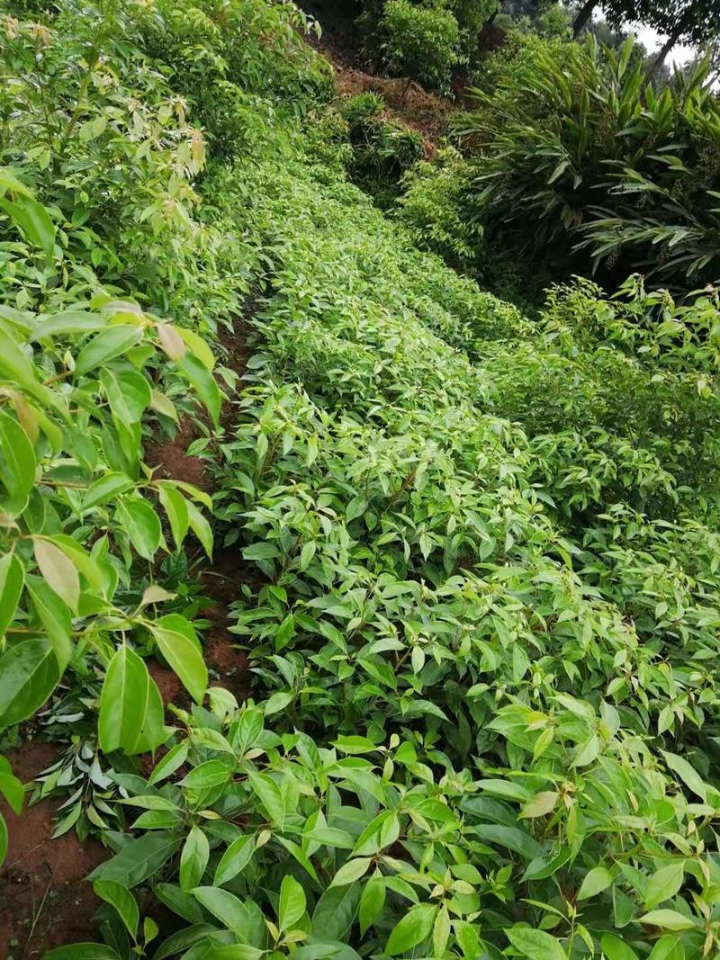 四川宜宾优质经济林木油樟杯苗，地苗排栽苗数量多多