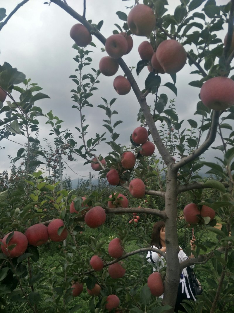 苹果苗鲁丽嘎啦红富士红露华硕苹果苗基地直供