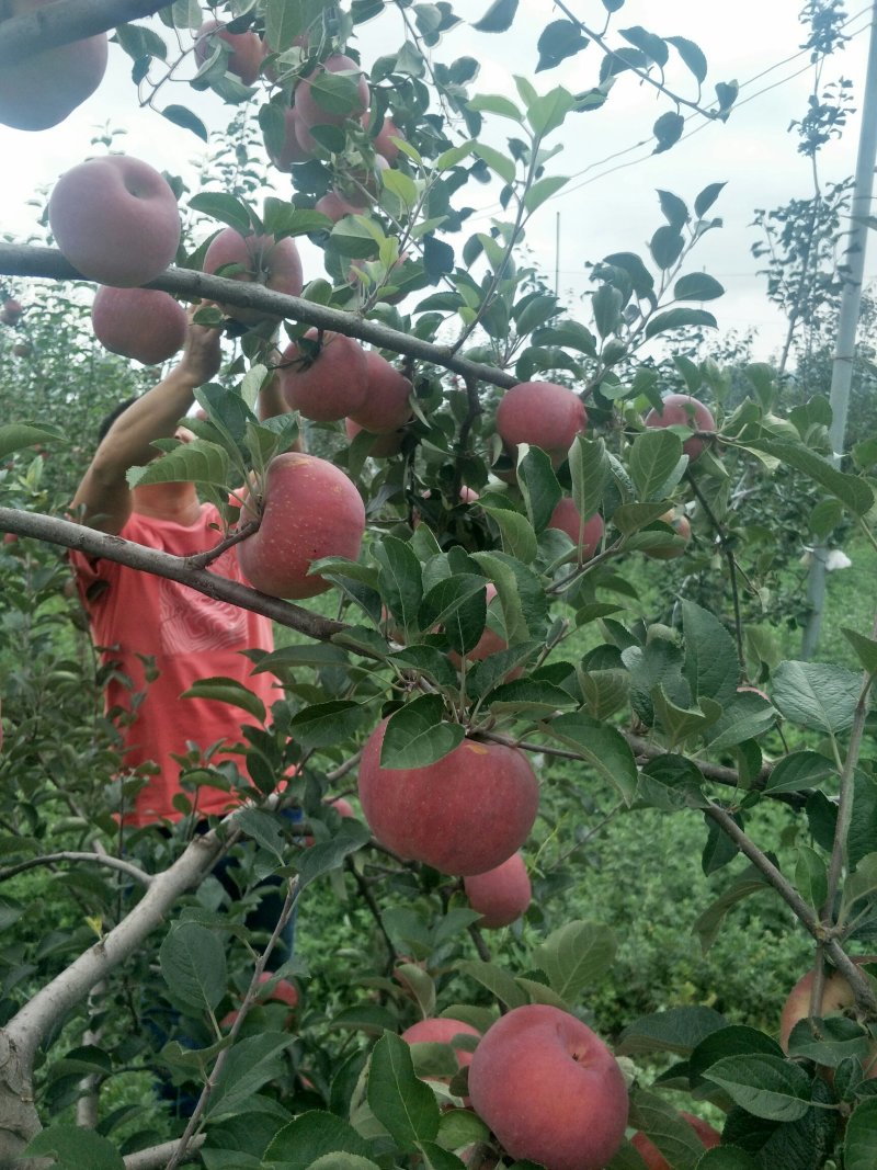 苹果苗鲁丽嘎啦红富士红露华硕苹果苗基地直供