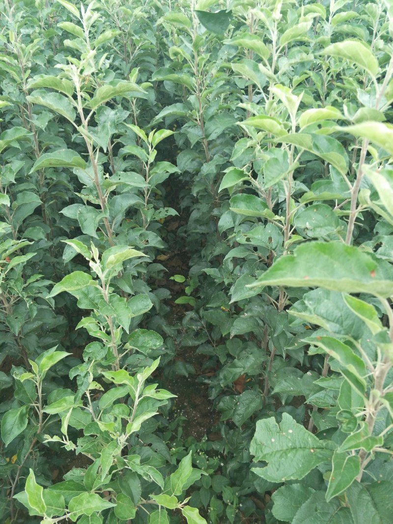 苹果苗鲁丽嘎啦红富士红露华硕苹果苗基地直供