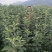 苹果苗鲁丽嘎啦红富士红露华硕苹果苗基地直供