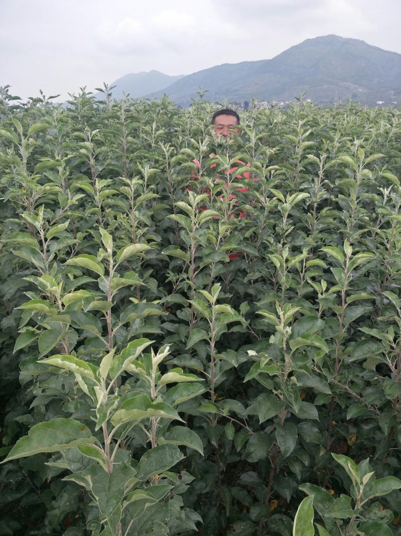 苹果苗鲁丽嘎啦红富士红露华硕苹果苗基地直供