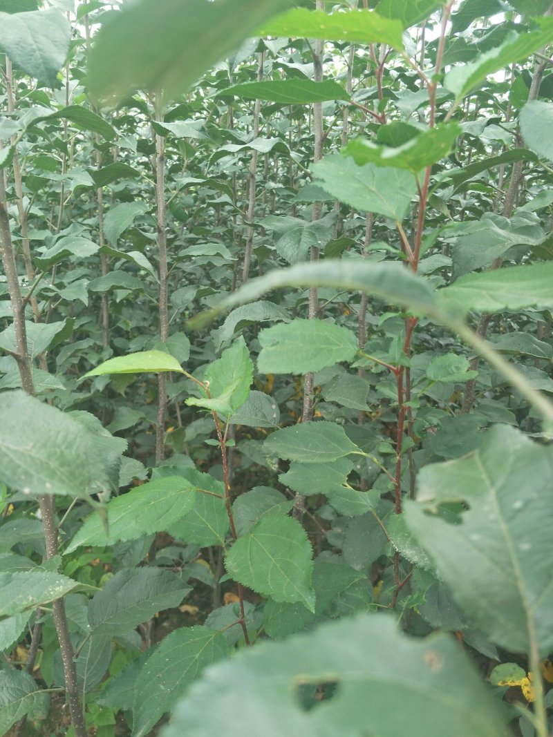 红富士树苗，烟富3、烟富8、糖心富士苹果苗。
