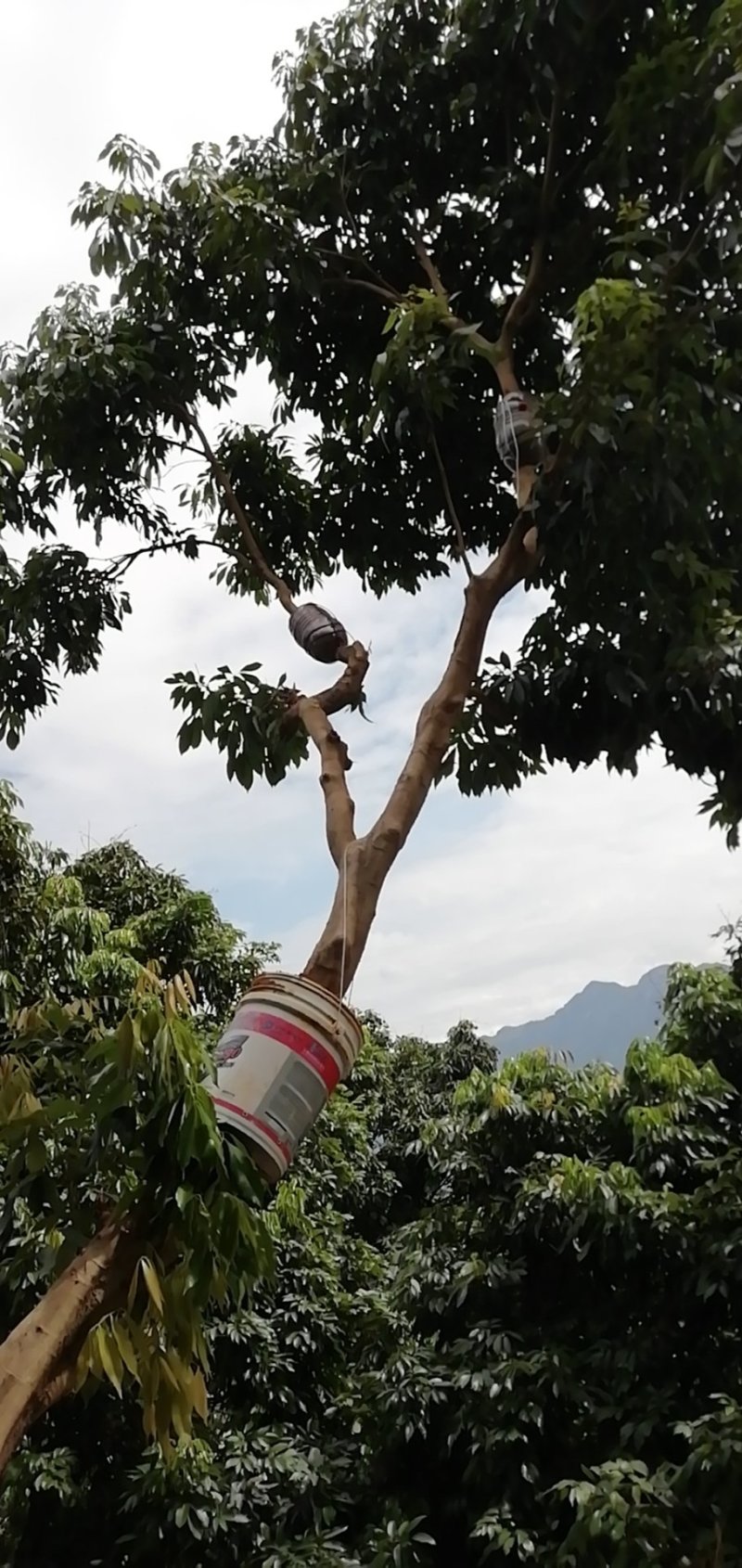 福建燋核状元红荔枝苗