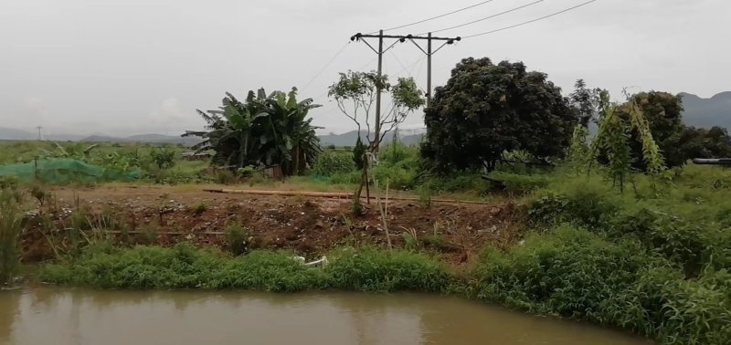 福建燋核状元红荔枝苗