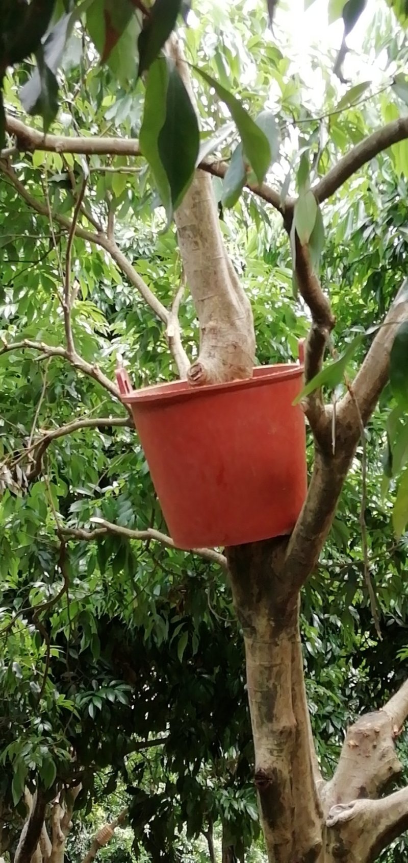 福建燋核状元红荔枝苗